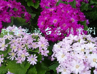抖音电视台营销案例