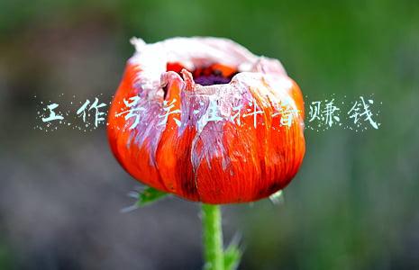 工作号关注抖音赚钱