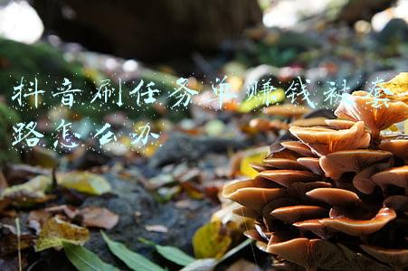 席小姐今天又被套路了(小说：相亲那天，她为了陪发病的男人丢下别人跑了，男人向她求婚)
