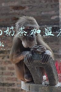 coco奶茶加盟费多少coco奶茶怎么加盟啊_coco奶茶加盟店费多少百度知道