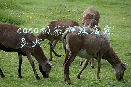 coco奶茶加盟店费多少