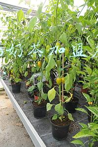 coco奶茶加盟店怎么样《coco奶茶店的加盟》