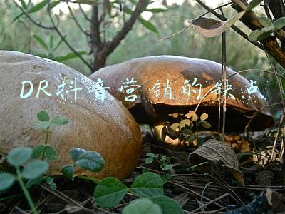 DR抖音营销的缺点
