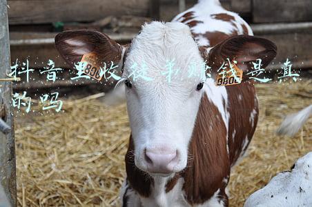 抖音里收徒弟赚钱是真的吗
