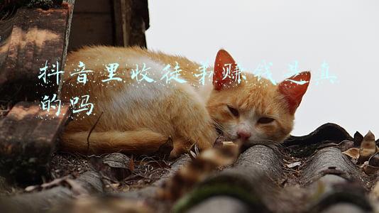抖音里收徒弟赚钱是真的吗