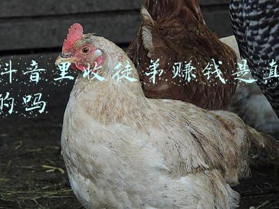 抖音里收徒弟赚钱是真的吗