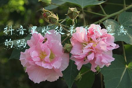 抖音里收徒弟赚钱是真的吗