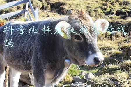 抖音纯粹发视频能赚钱吗