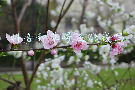 抖音种草号还赚钱吗
