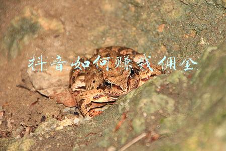 抖音的佣金去哪里了(弘辽科技：抖音小店推广佣金在哪里？需要设置吗？)