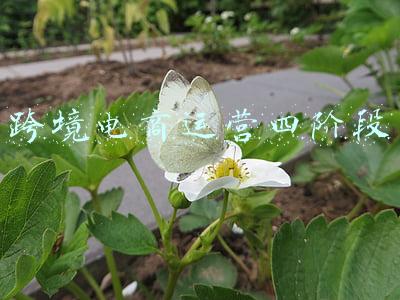 跨境电商运营四阶段