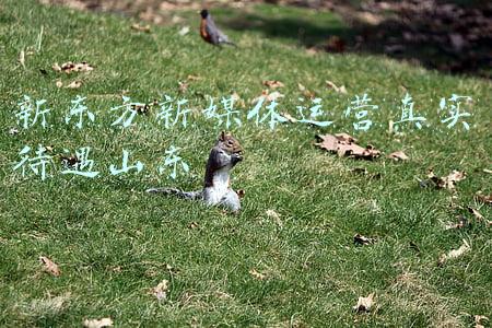 新东方新媒体运营真实待遇山东