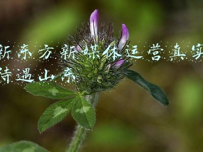 新东方新媒体运营真实待遇山东