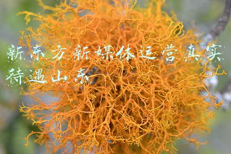 媒体英语新东方(新东方把网课全捐给国家图书馆？国图：花钱采购的)