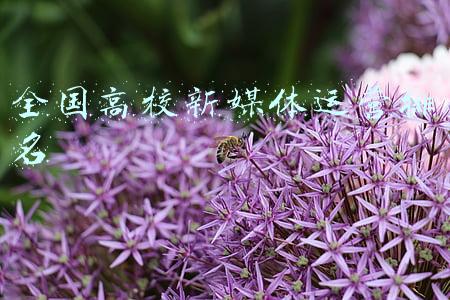 新媒体专业排名(“金平果”2021-2022年中国大学分专业排行榜—网络与新媒体)