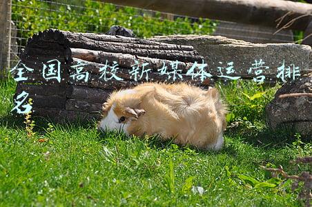 全国高校综合排名最新(中国大学100强排名又刷新了，北大仅第三，国科大第一)
