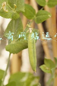 中型电商网站运营费用