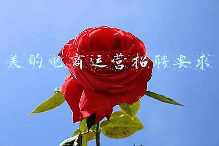美的电商运营招聘要求