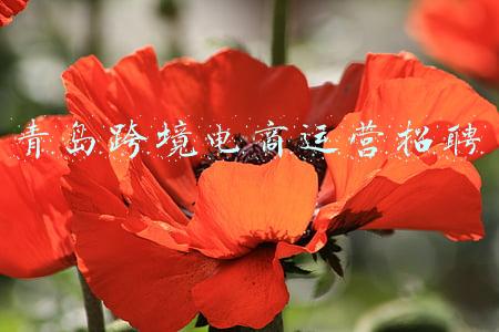 青岛跨境电商运营招聘