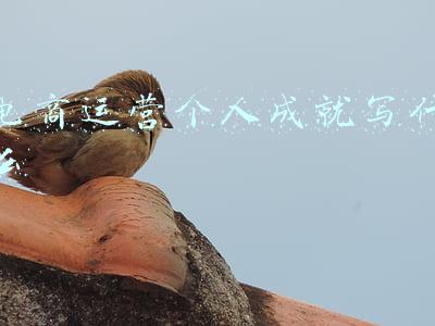 电商运营个人成就写什么
