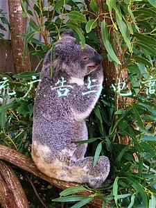电商运营和信息流推广哪个好(麦哥二类电商代运营：竞价推广和信息流推广，哪个更适合二类电商)