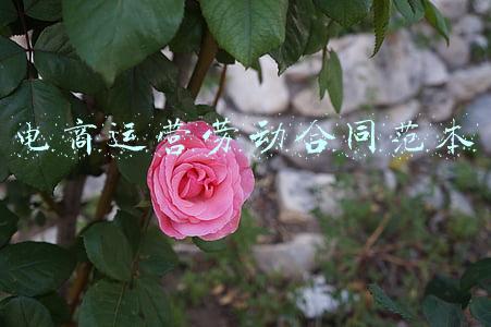 电商运营劳动合同范本