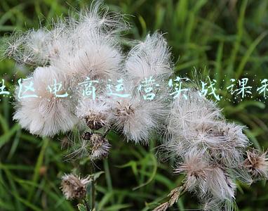 社区电商如何运营(社区电商怎么运作，运作技巧又有哪些呢？)