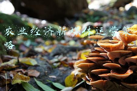 农业经济新媒体运营策略