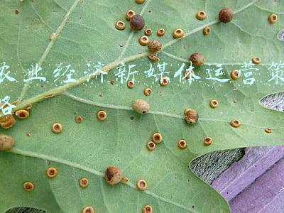 农业经济问题(交卷了！2021年农业农村经济运行情况如何？答案在这里)
