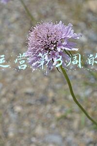 电商运营第3周的周记