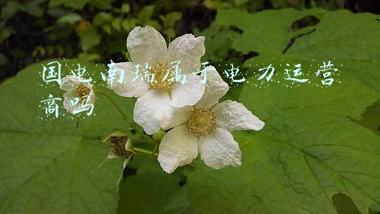 国电南瑞最新消息(国电南瑞(600406.SH)拟推不超3998.14万股限制性股票激励计划)