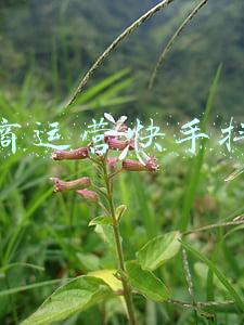 电商运营快手抖音