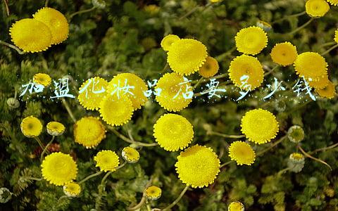 化妆品加盟要多少钱(化妆品的加盟费多少钱)