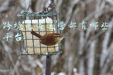 跨境电商平台运营分析(运营实操：跨境电商多平台运营的技巧与策略)