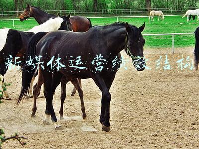 新媒体运营绩效结构