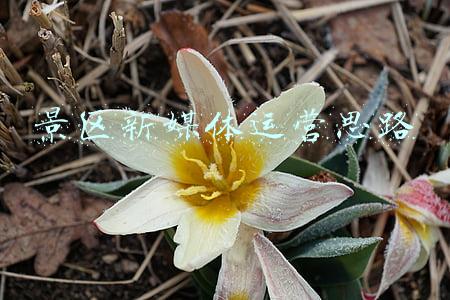 景区新媒体运营思路