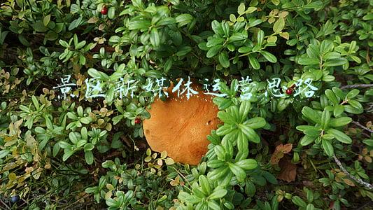 景区新媒体运营思路