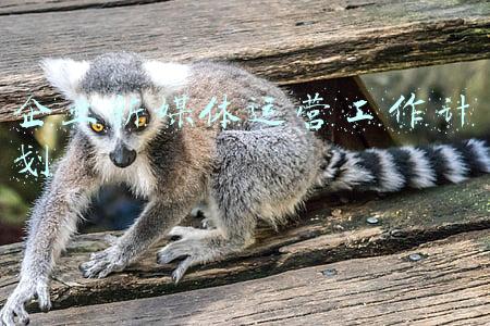 新媒体部门工作计划(2022虎年的自媒体新计划——整合与写作)