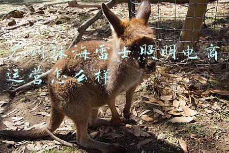 珠海雷士照明(雷士照明(02222)拟55.59亿元出售部分照明业务70%权益)