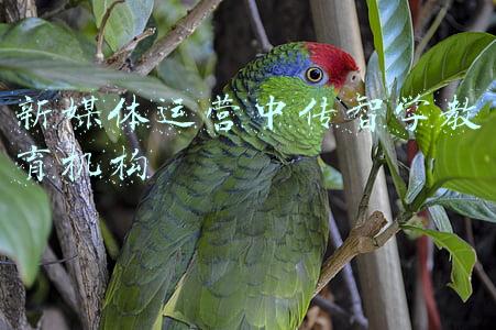新媒体运营中传智学教育机构