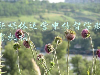 新媒体运营中传智学教育机构