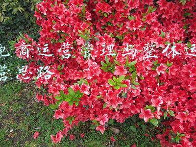 电商整体行业分析(中国医药电商市场专题分析2021)