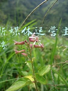 烟台广告公司招聘(一起追梦！齐鲁晚报烟台融媒招聘采编运营人员4名)