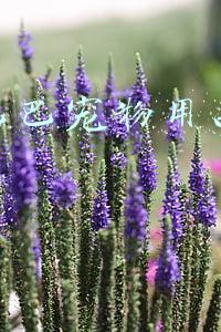 阿里巴巴宠物用品电商运营