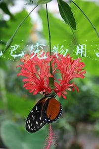 宠物电商平台有哪些(最低几块钱，“宠物盲盒”电商平台仍在卖)