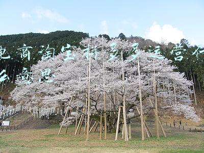 拼多多运营和淘宝运营(十年电商老卖家告诉你，新手开店，淘宝、京东、拼多多怎么选)
