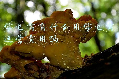 学电商有用吗(学习电商设计师有前途吗？)
