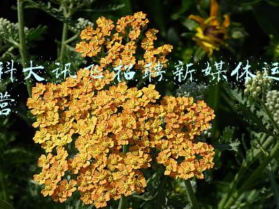 科大讯飞 招聘(科大讯飞股份有限公司招聘启事)