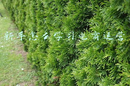 新手怎么样做电商(入行电商就需要两步，就照葫芦画瓢呗，准能成)