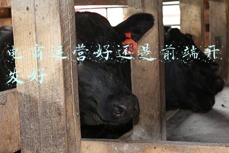 电商运营好还是美工好(照顾酱：淘宝运营和淘宝美工哪一个更有前途？)